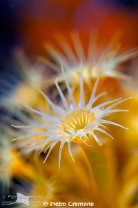 Sunflower by Pietro Cremone 